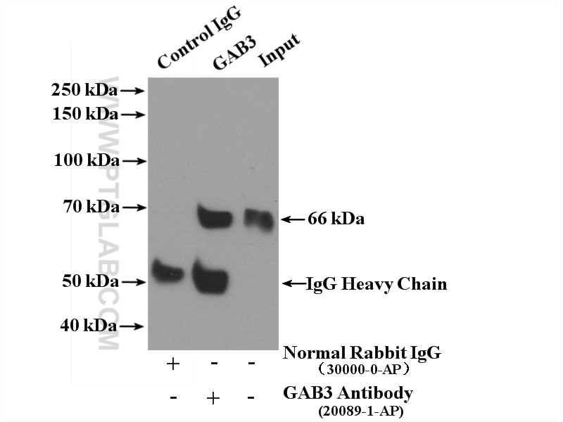 Immunoprecipitation (IP) experiment of MCF-7 cells using GAB3-Specific Polyclonal antibody (20089-1-AP)