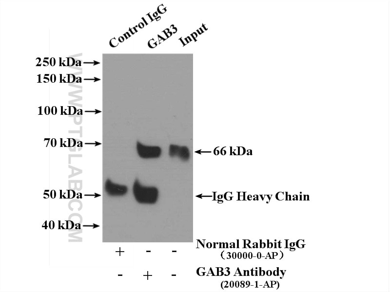 IP experiment of MCF-7 using 20089-1-AP