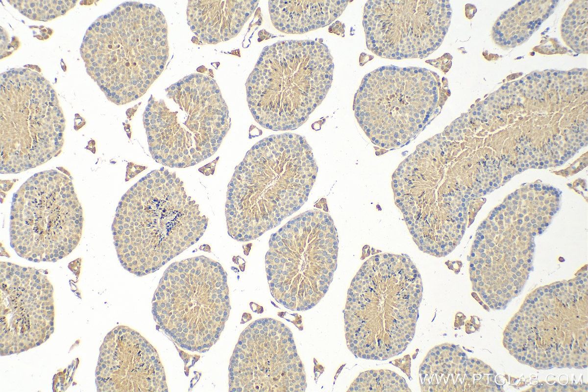 Immunohistochemistry (IHC) staining of mouse testis tissue using GAB4 Polyclonal antibody (20087-1-AP)