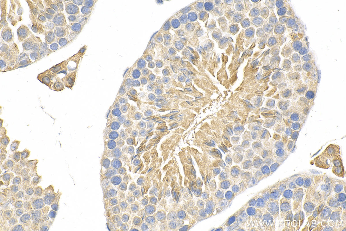 Immunohistochemistry (IHC) staining of mouse testis tissue using GAB4 Polyclonal antibody (20087-1-AP)
