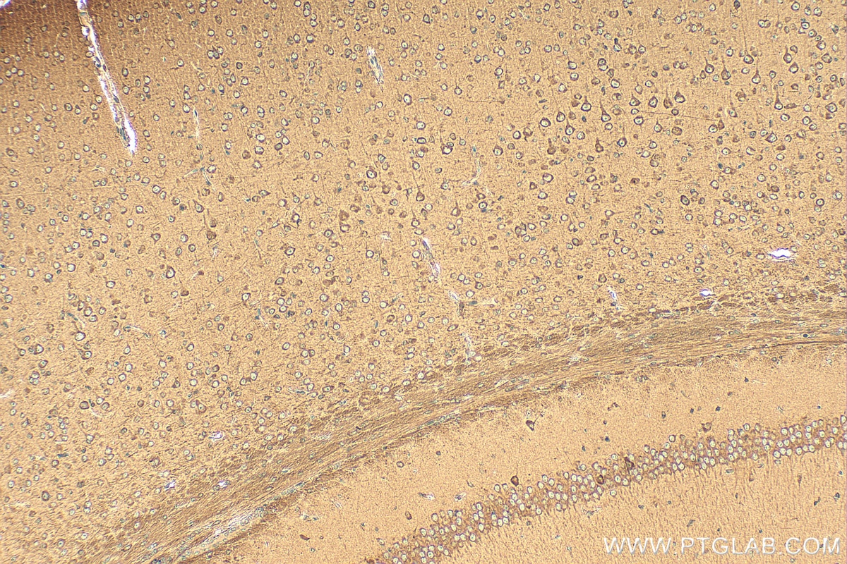 Immunohistochemistry (IHC) staining of mouse brain tissue using GABARAP Polyclonal antibody (18723-1-AP)