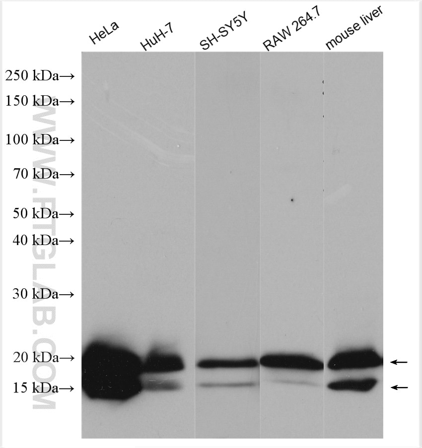 Western Blot (WB) analysis of various lysates using GABARAP Polyclonal antibody (18723-1-AP)