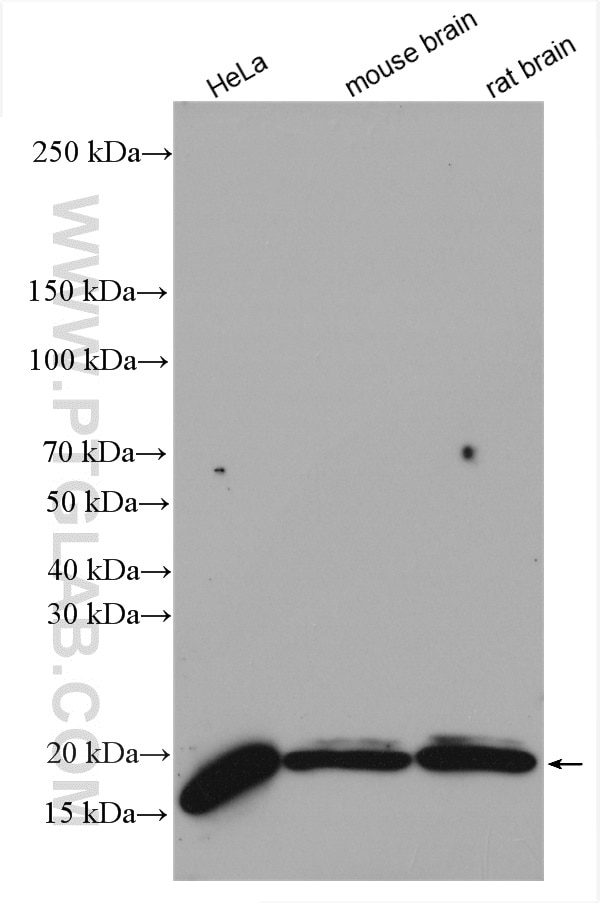 Western Blot (WB) analysis of various lysates using GABARAP Polyclonal antibody (18723-1-AP)