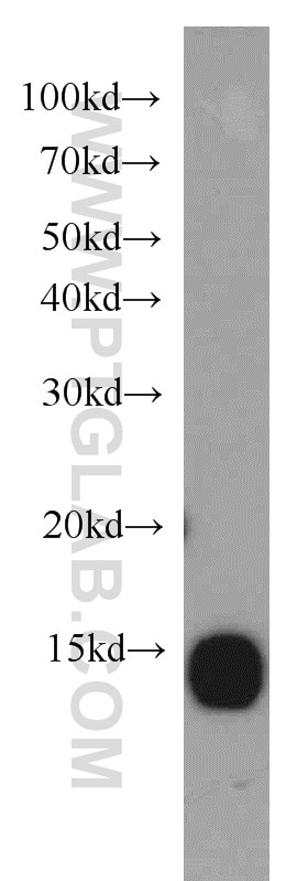 Western Blot (WB) analysis of A549 cells using GABARAP Polyclonal antibody (18723-1-AP)