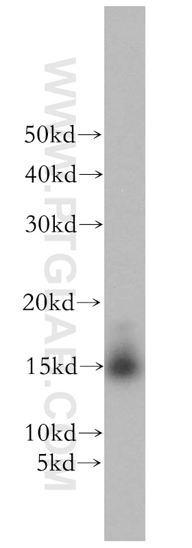 Western Blot (WB) analysis of mouse brain tissue using GABARAP Polyclonal antibody (18723-1-AP)