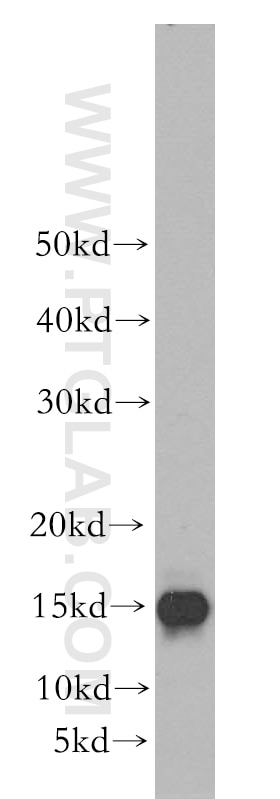 Western Blot (WB) analysis of mouse pancreas tissue using GABARAP Polyclonal antibody (18723-1-AP)