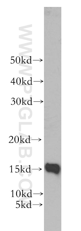 Western Blot (WB) analysis of mouse skeletal muscle tissue using GABARAP Polyclonal antibody (18723-1-AP)