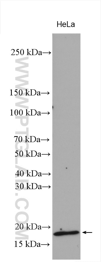 WB analysis using 22439-1-AP