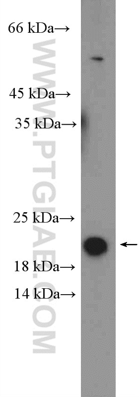 Western Blot (WB) analysis of SH-SY5Y cells using GABARAP Polyclonal antibody (22439-1-AP)