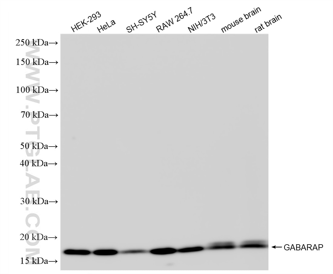 WB analysis using 86165-3-RR Western Blot (WB) analysis of various lysates using GABARAP Recombinant monoclonal antibody (86165-3-RR)
