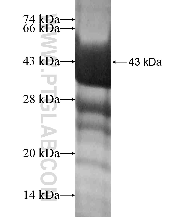 GABARAP fusion protein Ag18209 SDS-PAGE