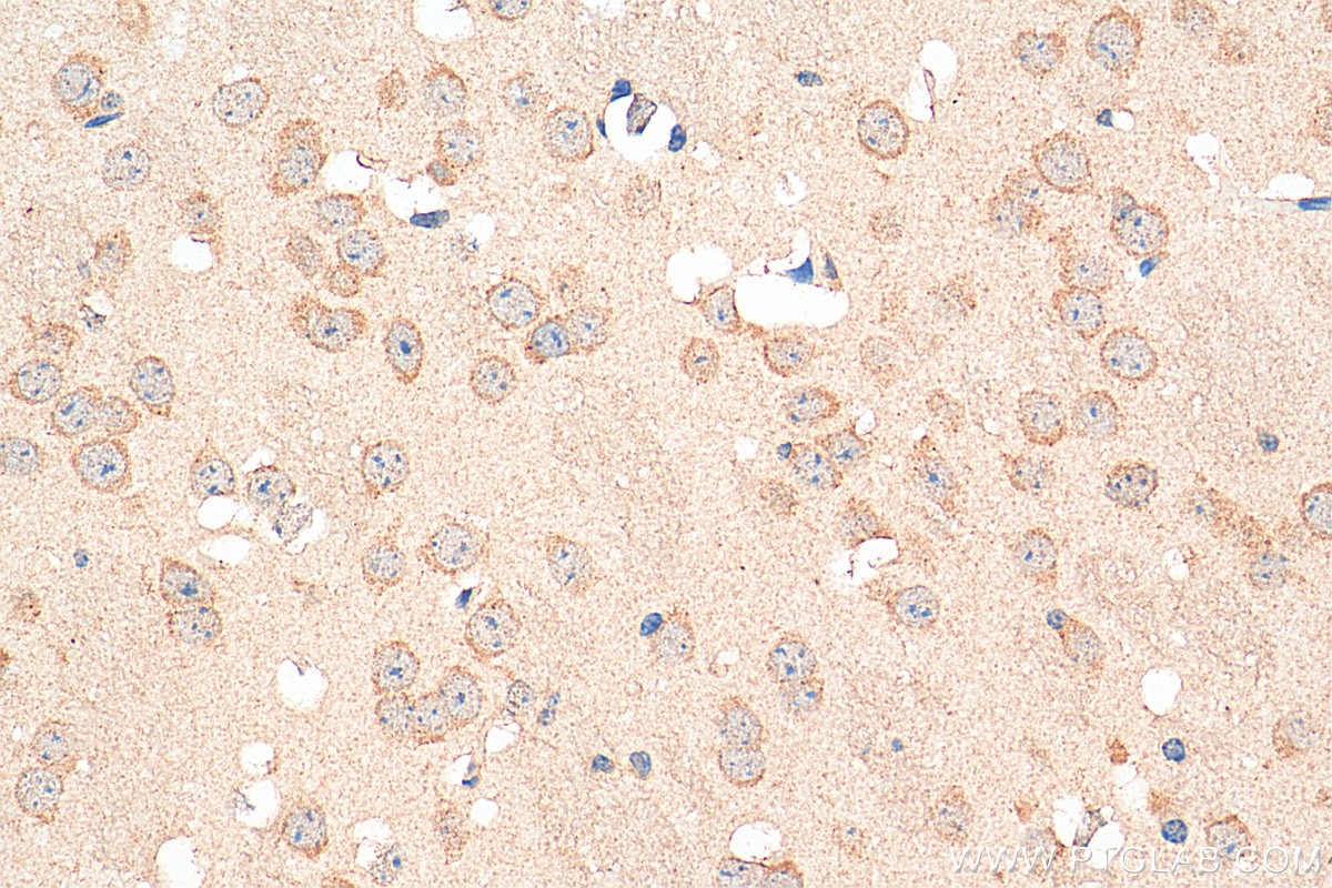 Immunohistochemistry (IHC) staining of mouse brain tissue using GABARAPL1 Polyclonal antibody (18721-1-AP)