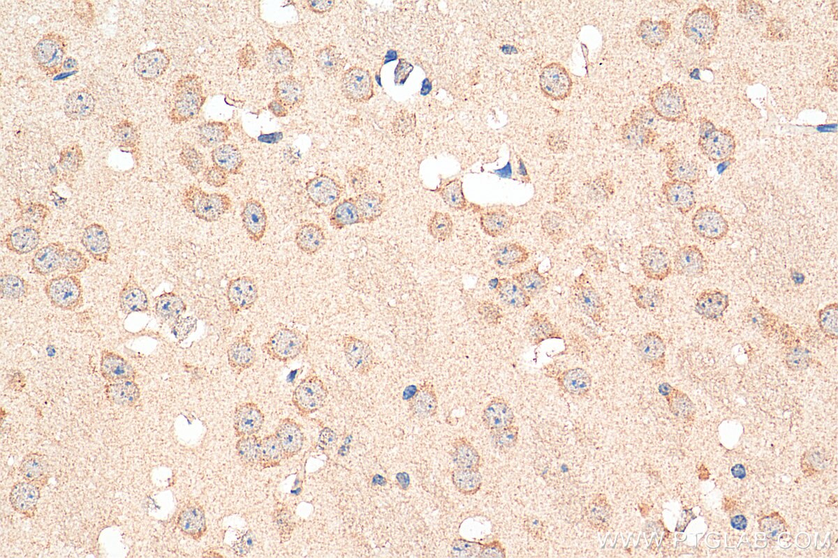 Immunohistochemistry (IHC) staining of mouse brain tissue using GABARAPL1-Specific Polyclonal antibody (18721-1-AP)