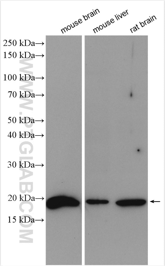 Western Blot (WB) analysis of various lysates using GABARAPL1 Polyclonal antibody (18721-1-AP)