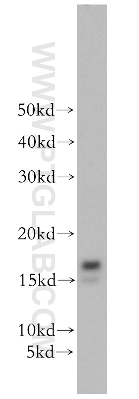 GABARAPL1-Specific