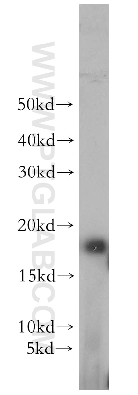 Western Blot (WB) analysis of mouse kidney tissue using GABARAPL1 Polyclonal antibody (18721-1-AP)