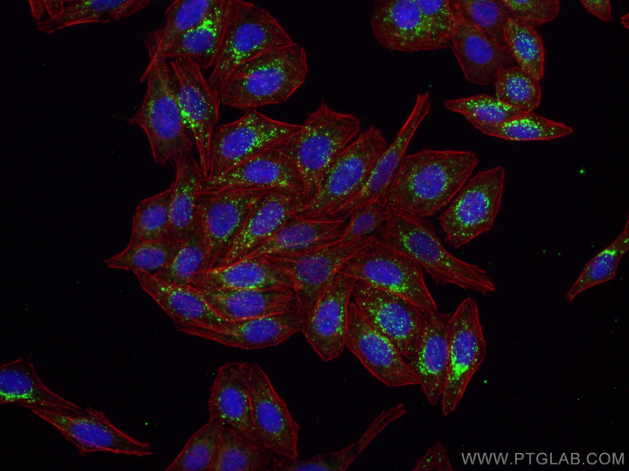 Immunofluorescence (IF) / fluorescent staining of HepG2 cells using GABARAPL1 Monoclonal antibody (66458-1-Ig)