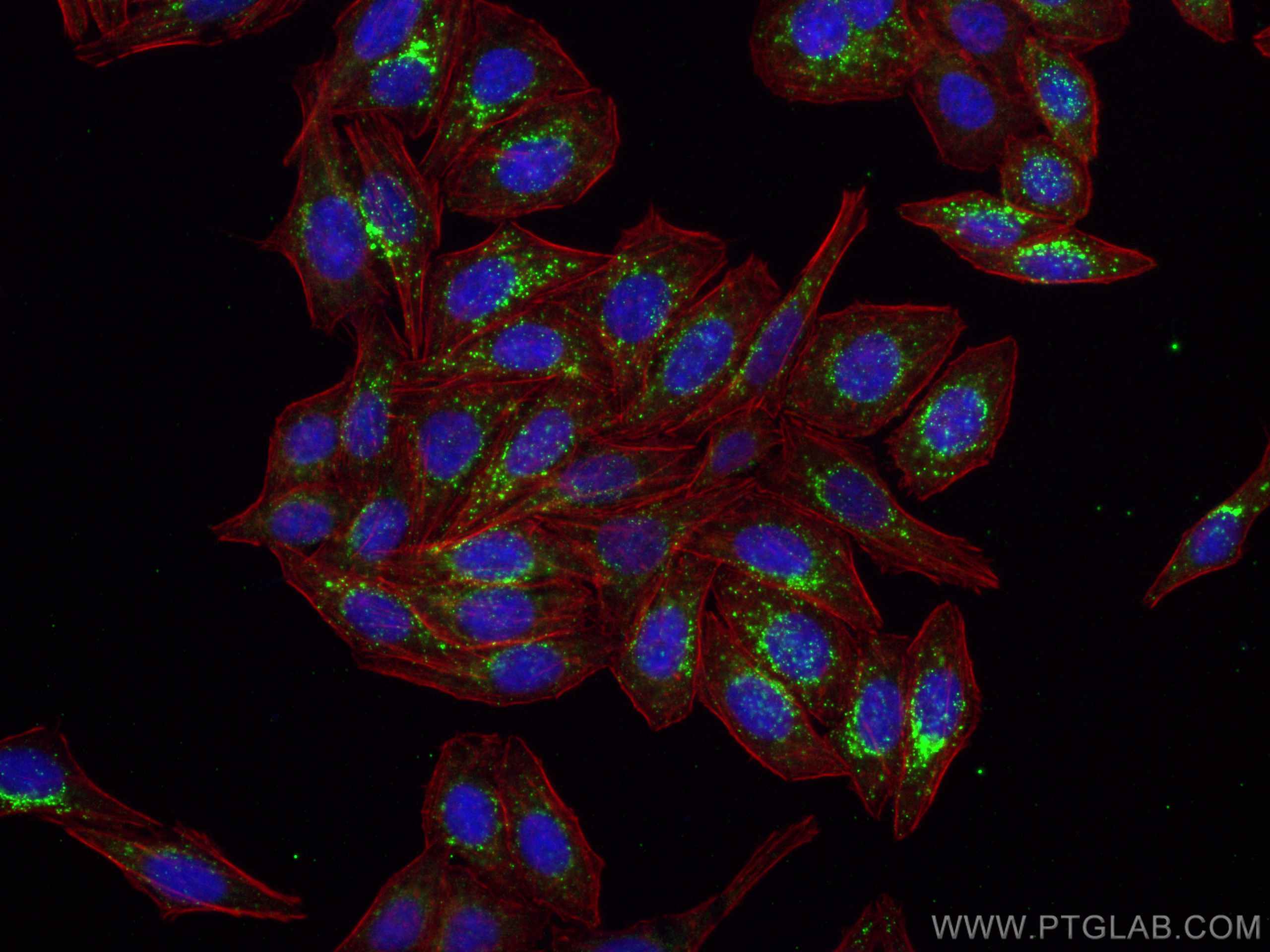 IF Staining of HepG2 using 66458-1-Ig