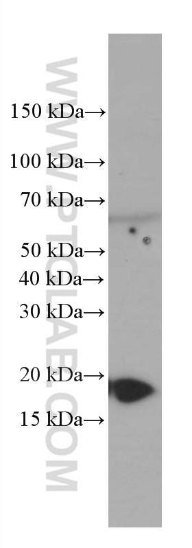 Western Blot (WB) analysis of mouse brain tissue using GABARAPL1 Monoclonal antibody (66458-1-Ig)