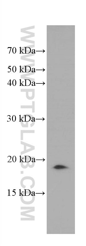 Western Blot (WB) analysis of pig brain tissue using GABARAPL1 Monoclonal antibody (66458-1-Ig)