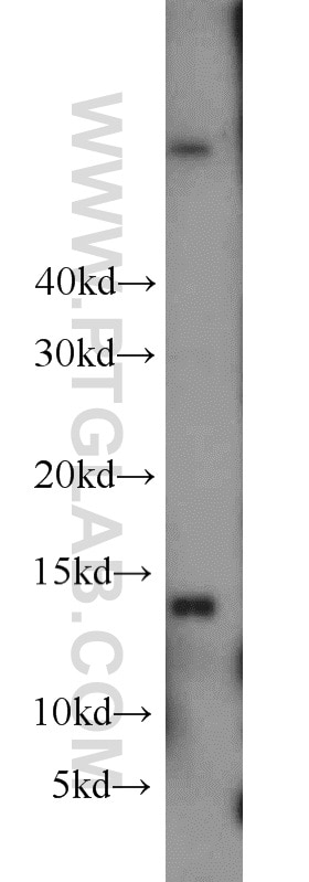 Western Blot (WB) analysis of mouse spleen tissue using GABARAPL2-Specific Polyclonal antibody (18724-1-AP)
