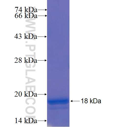 GABARAPL2 fusion protein Ag22983 SDS-PAGE