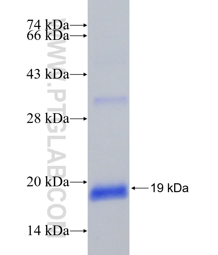 GABARAPL2 fusion protein Ag30379 SDS-PAGE