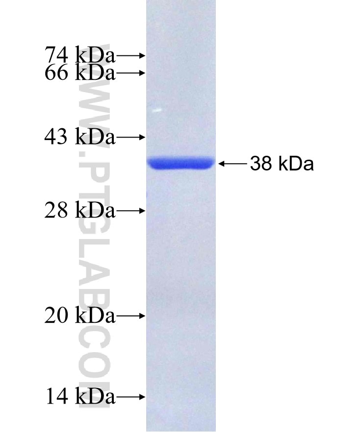 GABARAPL2 fusion protein Ag1155 SDS-PAGE