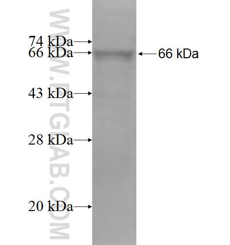 GABBR1 fusion protein Ag4838 SDS-PAGE