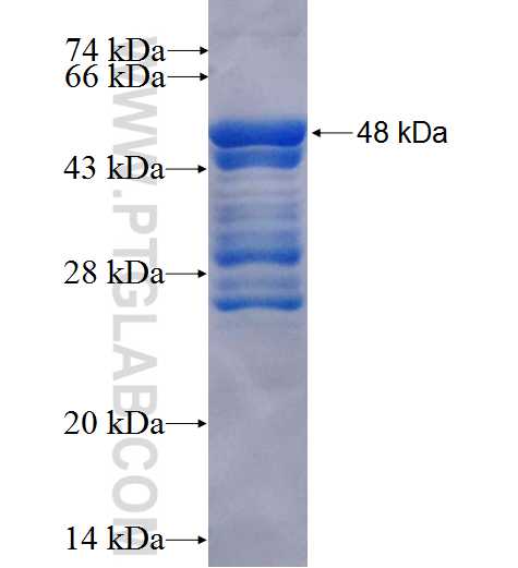 GABBR2 fusion protein Ag25886 SDS-PAGE