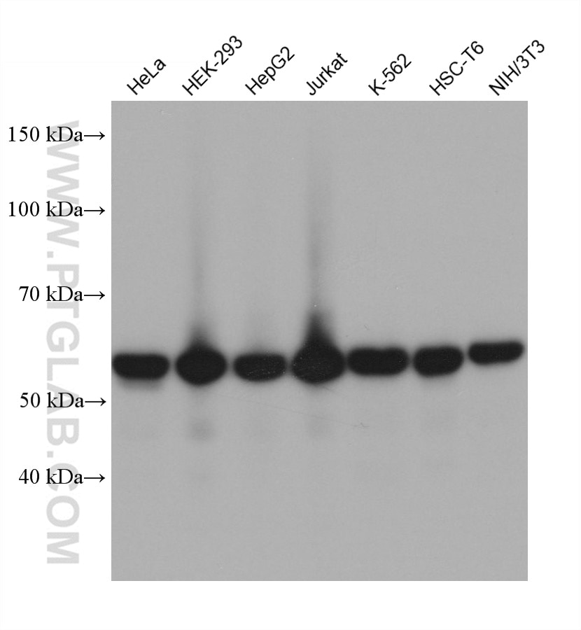 Western Blot (WB) analysis of various lysates using GABPA Monoclonal antibody (68645-1-Ig)