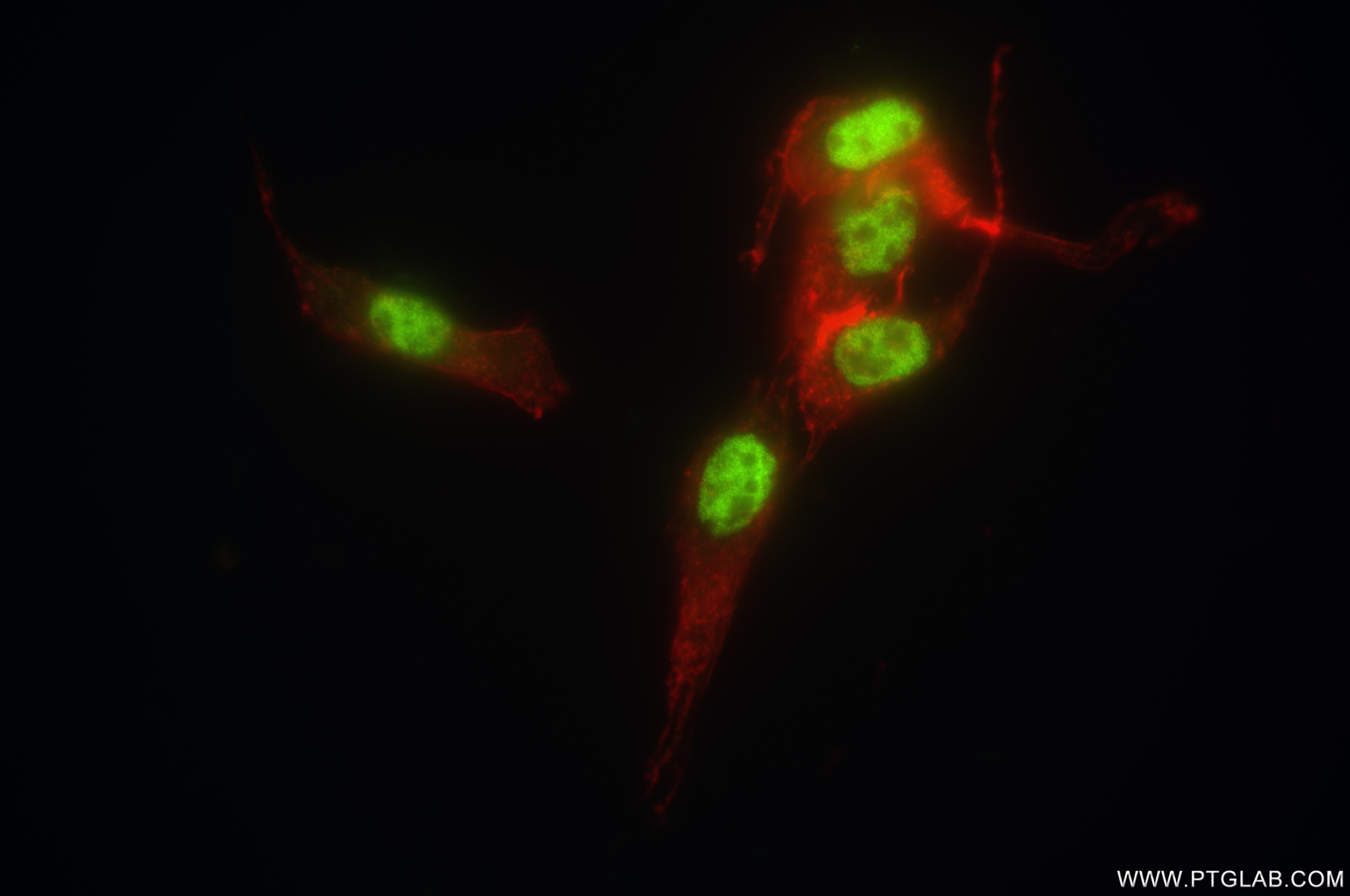 Immunofluorescence (IF) / fluorescent staining of NIH/3T3 cells using GABPA Recombinant antibody (84951-4-RR)