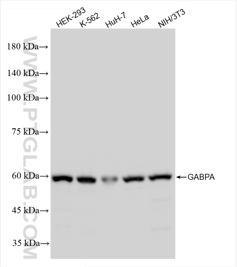 Western Blot (WB) analysis of various lysates using GABPA Recombinant antibody (84951-4-RR)