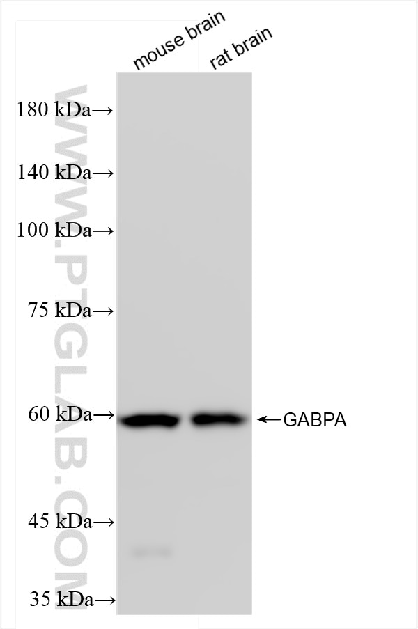 Western Blot (WB) analysis of various lysates using GABPA Recombinant antibody (84951-4-RR)