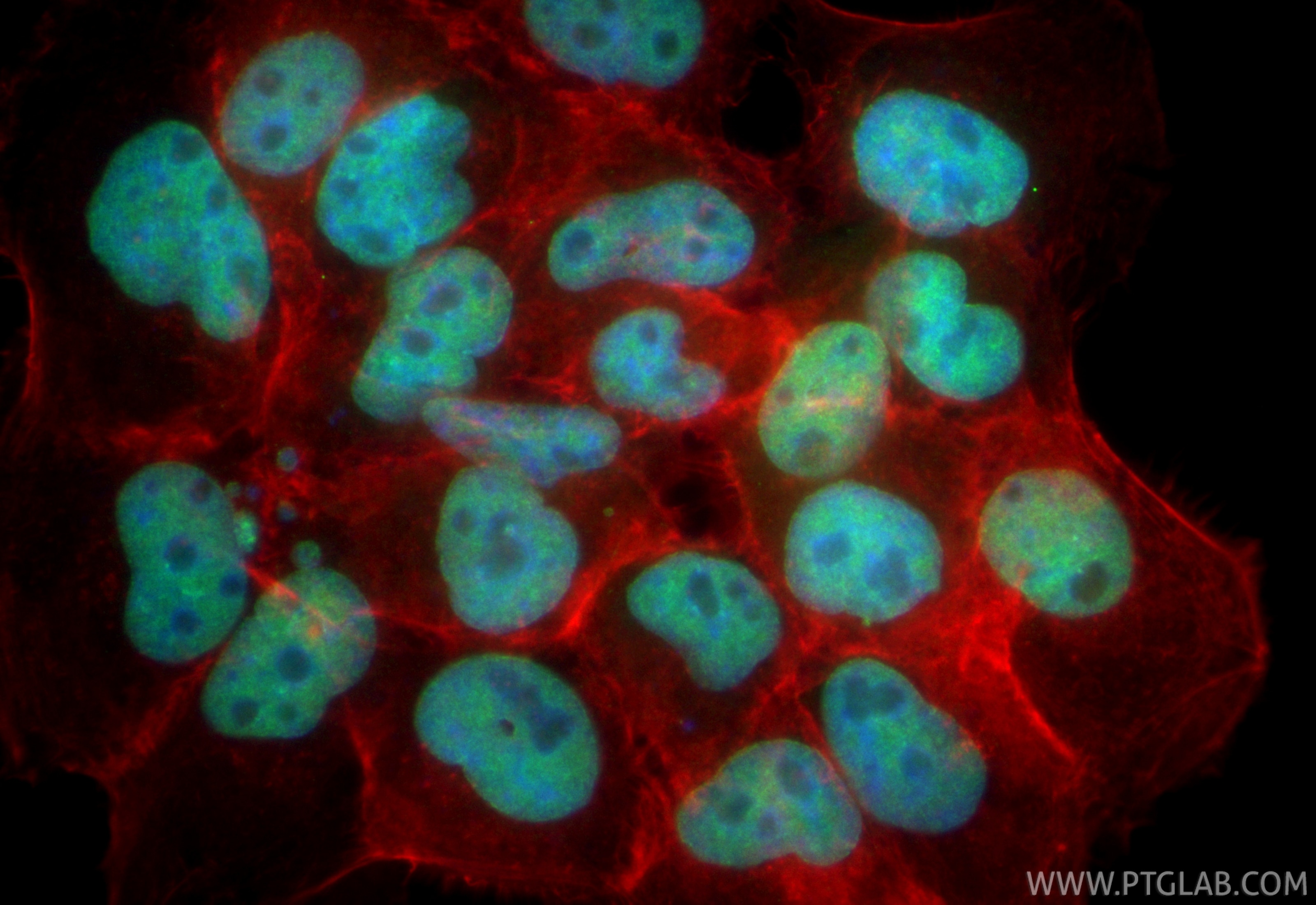 Immunofluorescence (IF) / fluorescent staining of A431 cells using CoraLite® Plus 488-conjugated GABPA Recombinant an (CL488-84951-4)