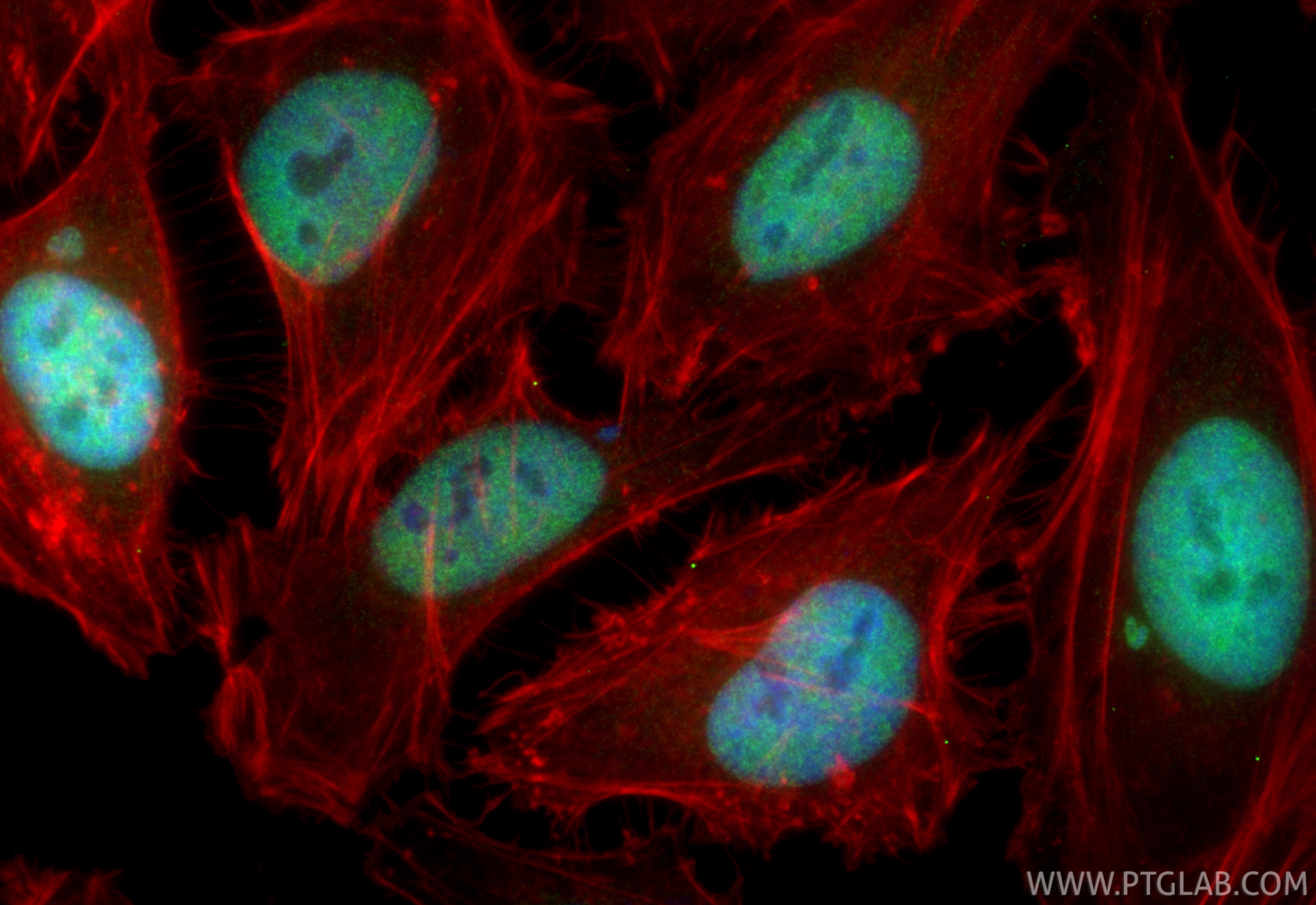 Immunofluorescence (IF) / fluorescent staining of HeLa cells using CoraLite® Plus 488-conjugated GABPA Recombinant an (CL488-84951-4)