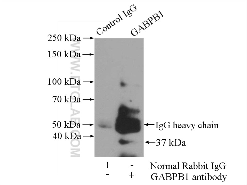 Immunoprecipitation (IP) experiment of HeLa cells using GABPB1 Polyclonal antibody (12597-1-AP)