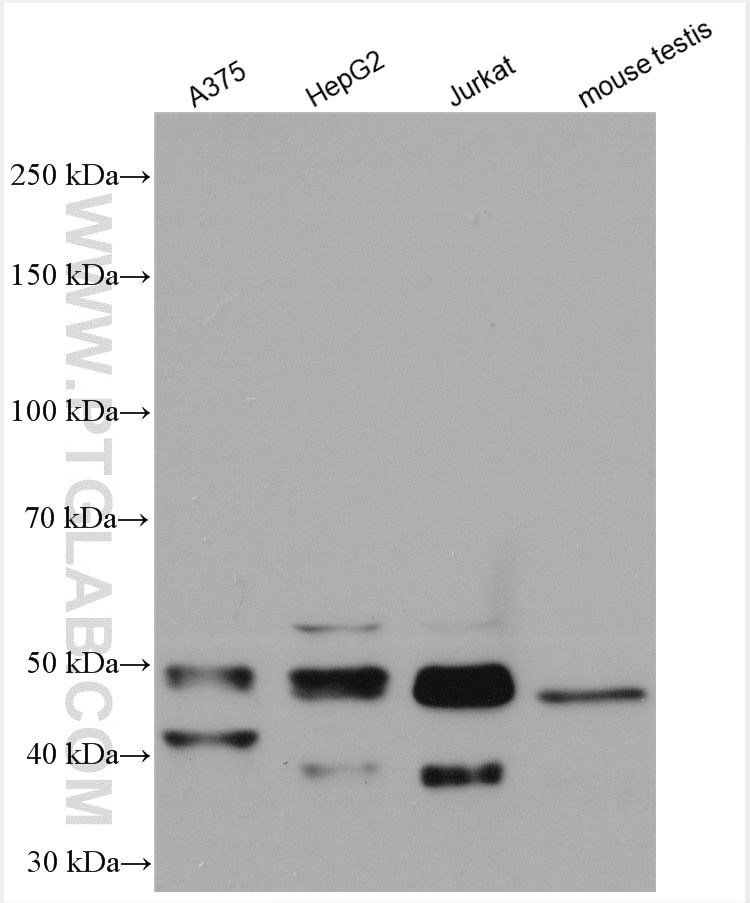 Western Blot (WB) analysis of various lysates using GABPB1 Polyclonal antibody (12597-1-AP)