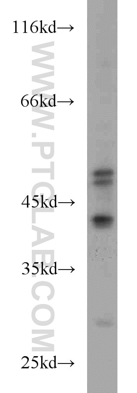 Western Blot (WB) analysis of MCF-7 cells using GABPB1 Polyclonal antibody (12597-1-AP)