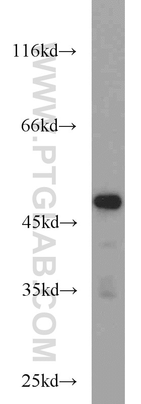 Western Blot (WB) analysis of mouse lung tissue using GABPB1 Polyclonal antibody (12597-1-AP)