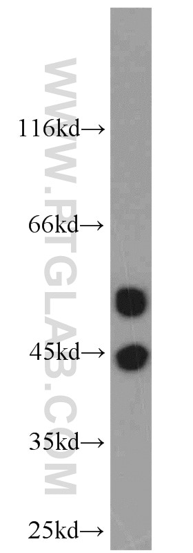 Western Blot (WB) analysis of HepG2 cells using GABPB1 Polyclonal antibody (12597-1-AP)