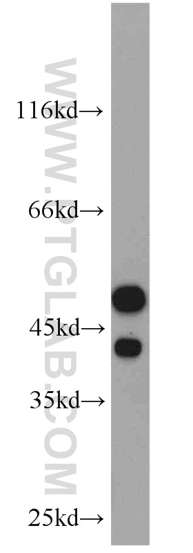 Western Blot (WB) analysis of mouse testis tissue using GABPB1 Polyclonal antibody (12597-1-AP)