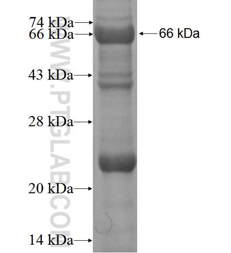 GABPB1 fusion protein Ag3208 SDS-PAGE