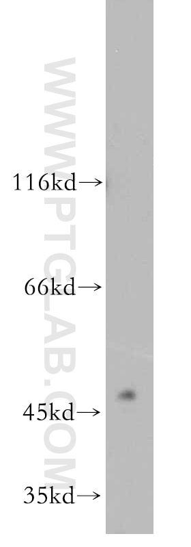 Western Blot (WB) analysis of HEK-293 cells using GABPB2 Polyclonal antibody (20870-1-AP)