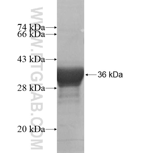 GABPB2 fusion protein Ag14933 SDS-PAGE