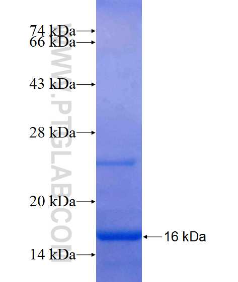 GABPB2 fusion protein Ag15464 SDS-PAGE