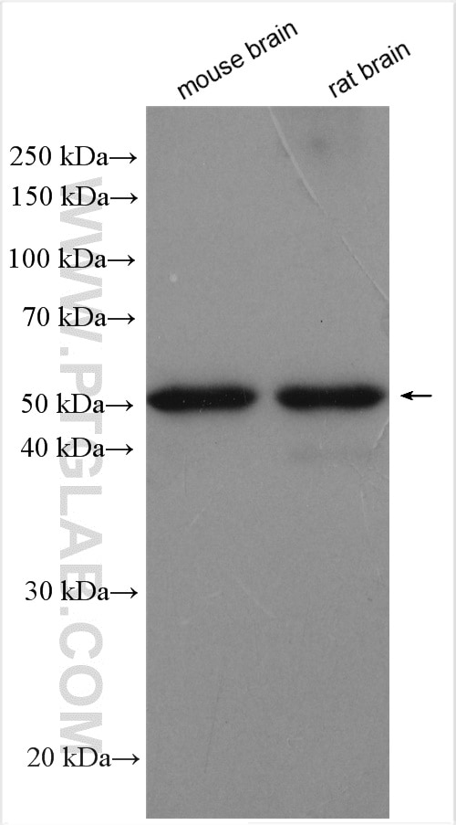 Western Blot (WB) analysis of various lysates using GABRA1 Polyclonal antibody (12410-1-AP)