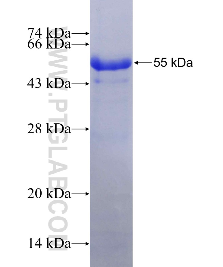 GABRA3 fusion protein Ag3389 SDS-PAGE