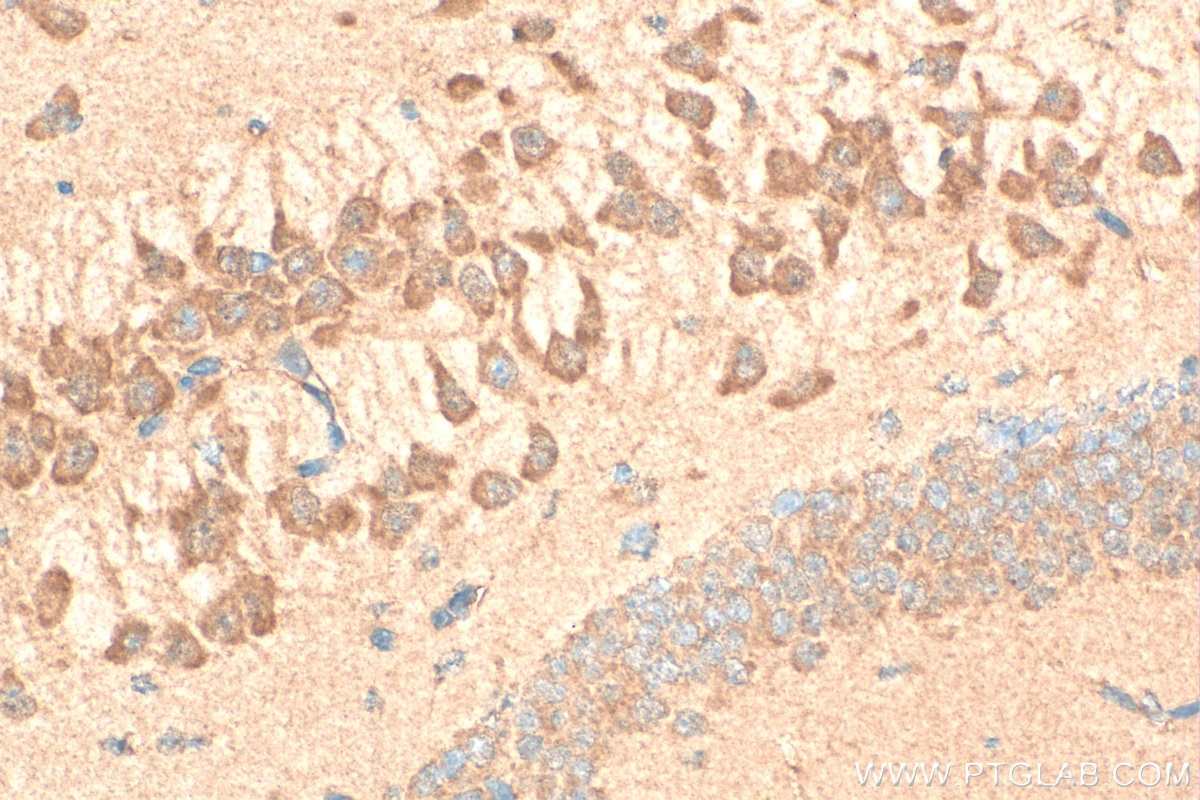 Immunohistochemical analysis of paraffin-embedded mouse brain tissue slide using 12979-1-AP (GABRA4 antibody) at dilution of 1:200 (under 40x lens). Heat mediated antigen retrieval with Tris-EDTA buffer (pH 9.0). Immunohistochemistry (IHC) staining of mouse brain tissue using GABRA4 Polyclonal antibody (12979-1-AP)