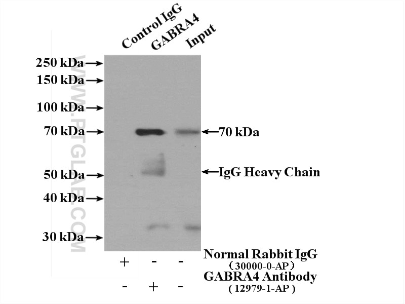 IP experiment of mouse skeletal muscle using 12979-1-AP